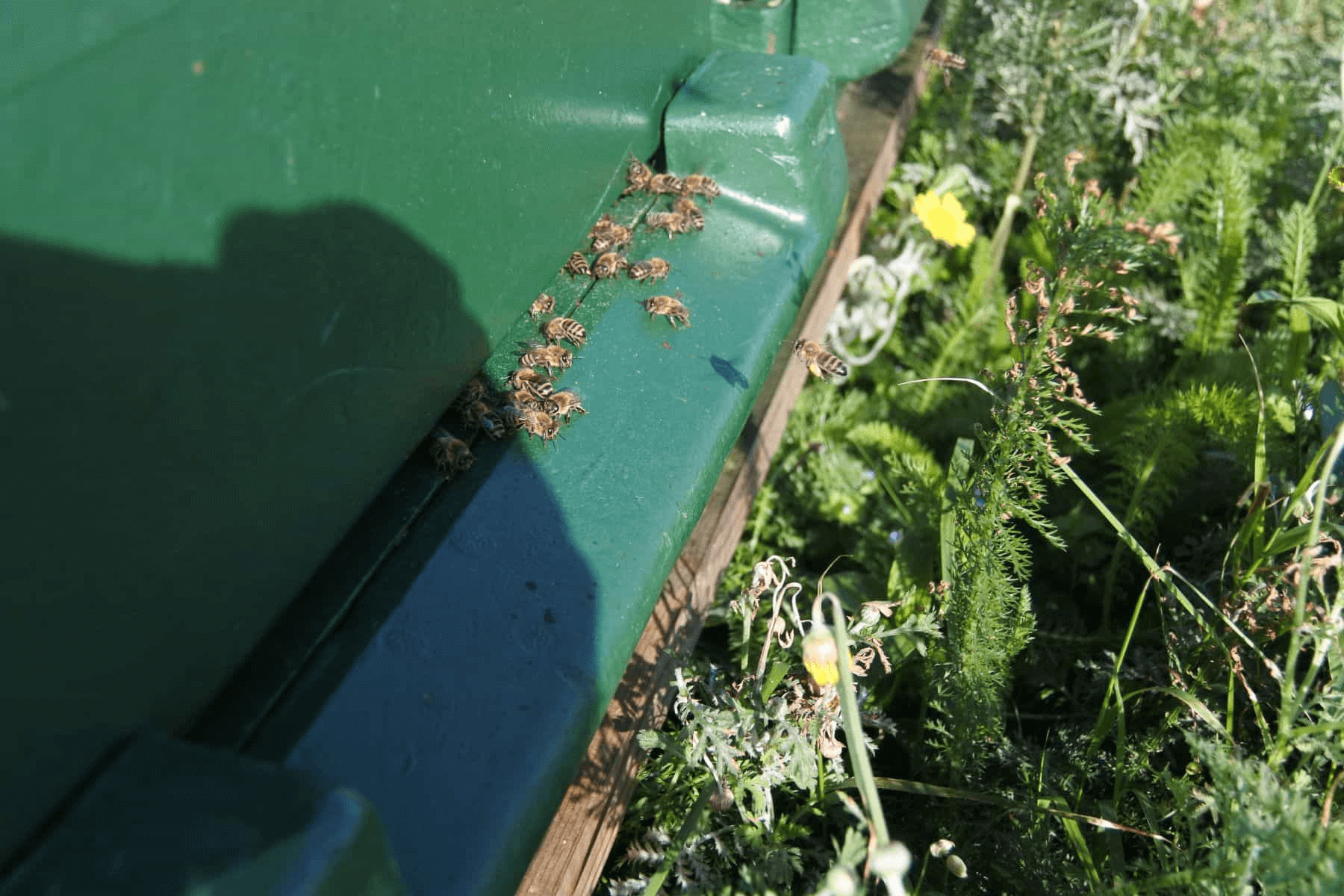 13-Biodiversiteit-Groene-Metropool-Twente
