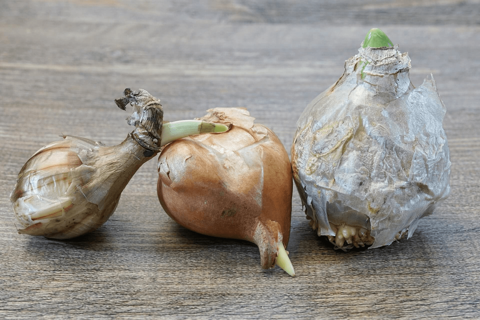 37-Bloembollen-Groene-Metropool-Twente