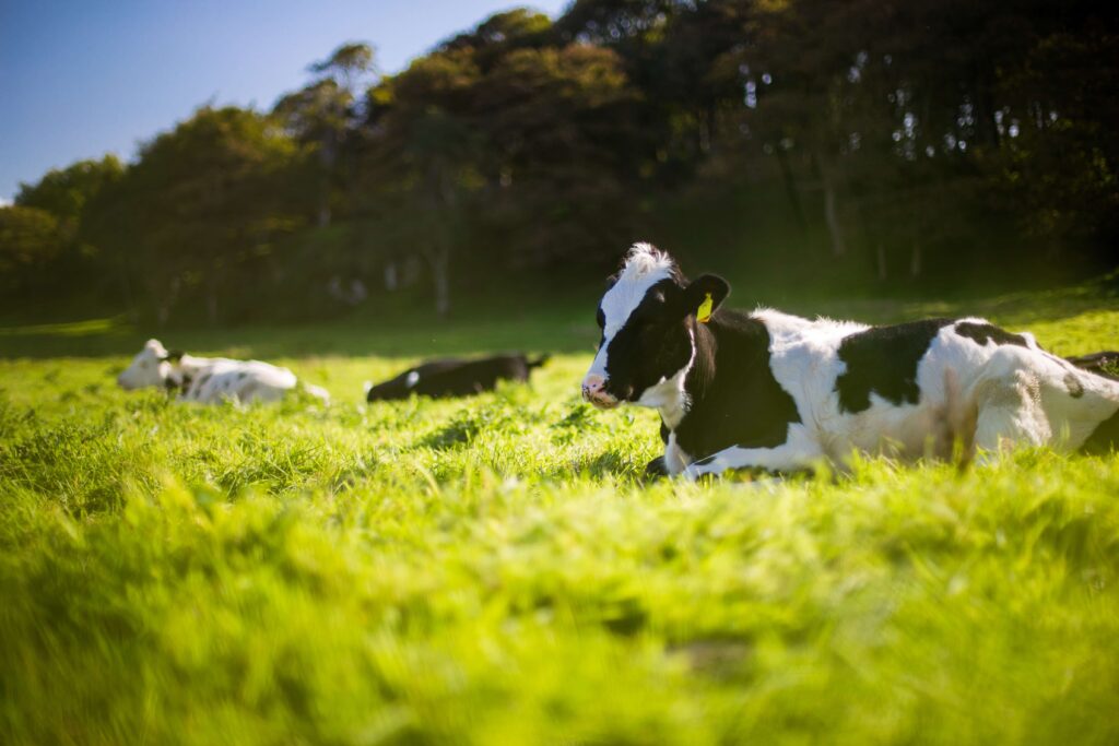 Herbal-Cow-Twente-Groene-Metropool-Twente